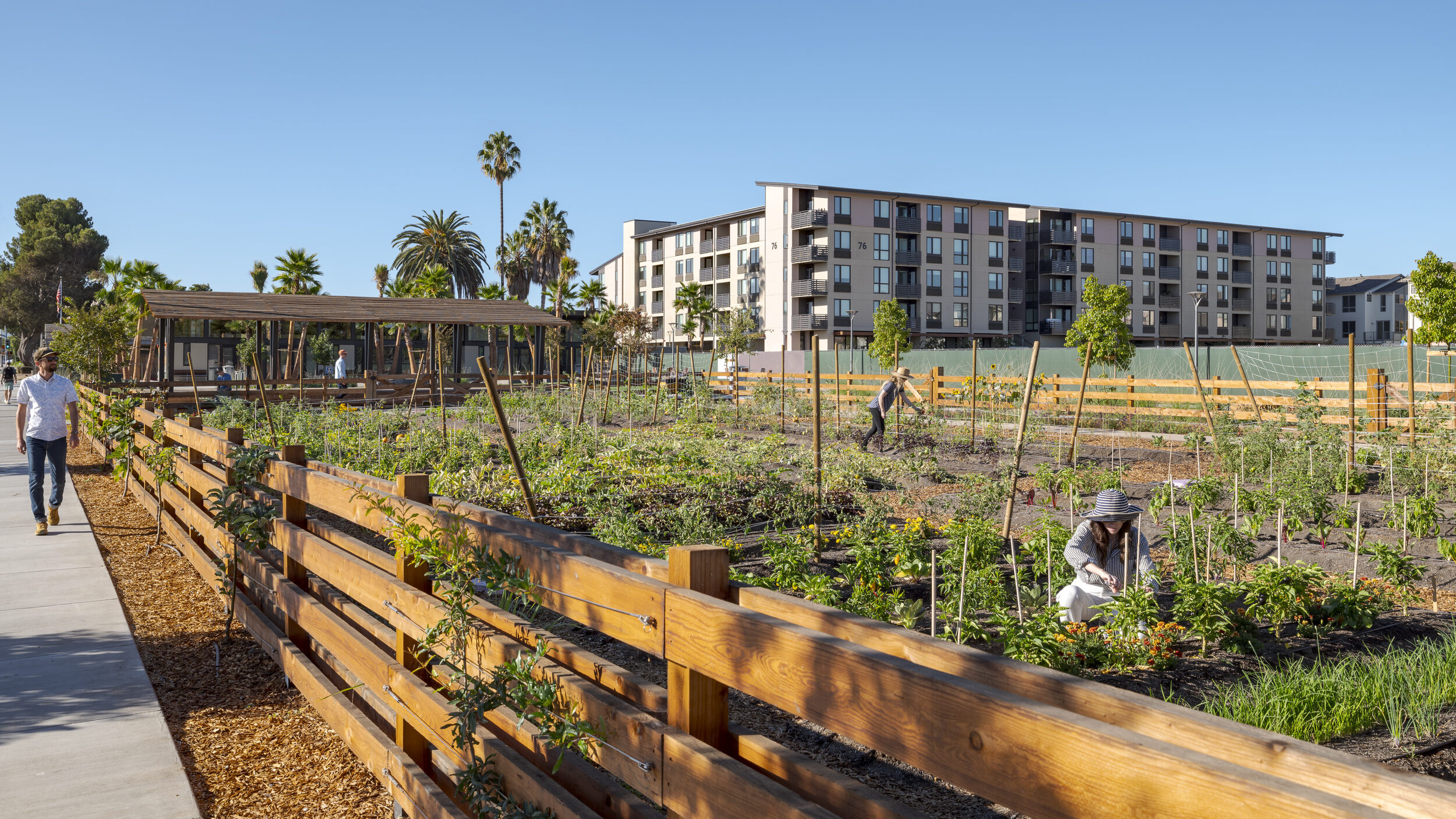 Santa Clara Agrihood - Steinberg Hart